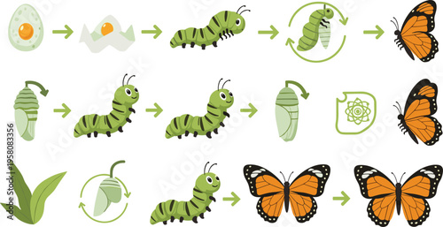 Butterfly life cycle stages from egg to caterpillar chrysalis and adult monarch, educational biology process diagram with arrows flat vector illustration