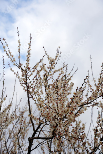 白梅の花