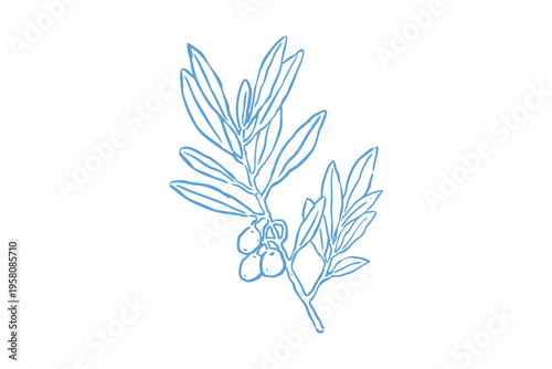 Hand drawn olive branch with olives, botanical illustration of olive tree branch, vector sketch