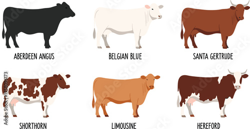 Educational vector set of various beef cattle breeds including Aberdeen Angus Belgian Blue Santa Gertrude Shorthorn Limousine and Hereford isolated