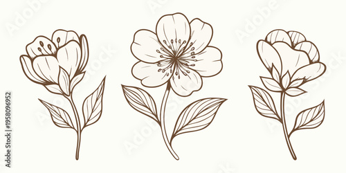Delicate floral illustration featuring three sketched anemone flowers with stems