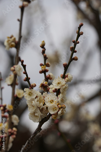 白梅の花