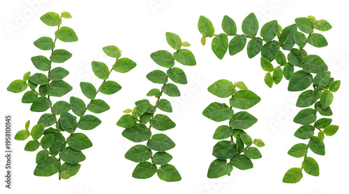 Four distinct clusters of Ficus pumila, commonly known as creeping fig or climbing fig, showcasing their small, heart-shaped green leaves arranged alternately along trailing stems.