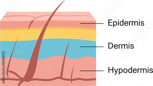 Skin Layers Anatomy Diagram Illustration