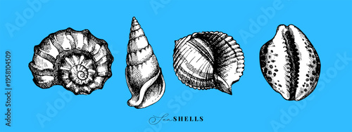 Hand drawn vintage sketch seashell set. Sticker collaction. Retro vector isolated illustration on blue background