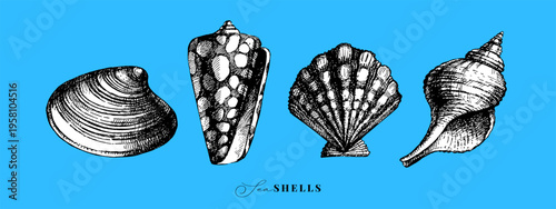 Hand drawn vintage sketch seashell set. Sticker collaction. Retro vector isolated illustration on blue background