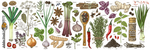 Herbs and spices hand drawn collection