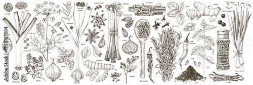 Herbs and spices hand drawn collection