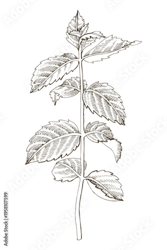 Mint plant hand drawn vector illustration