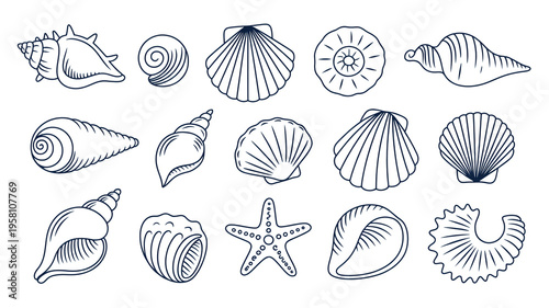 A Detailed Collection of Various Seashells and Starfish Illustrations on a White Background