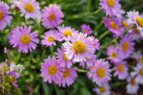Pink Erigeron Aster Flowers in Summer Garden