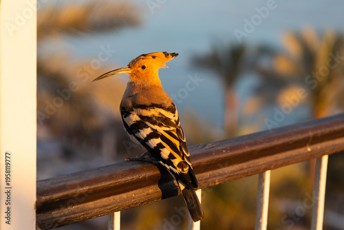 Common Hoopoe bird sitting on a balcony railing during golden hour sunset with blurry palm trees in Egypt
