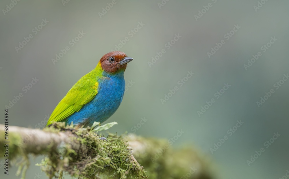Obraz premium Bay Headed Tanager in the Rain Forest!