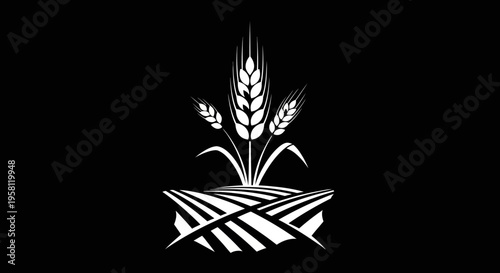 Wheat Field with Growing Wheat Ears and Abstract Sun Rays on Black Background.