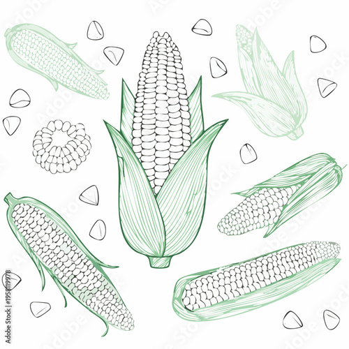 Corn elements set outline sketch vector illustration