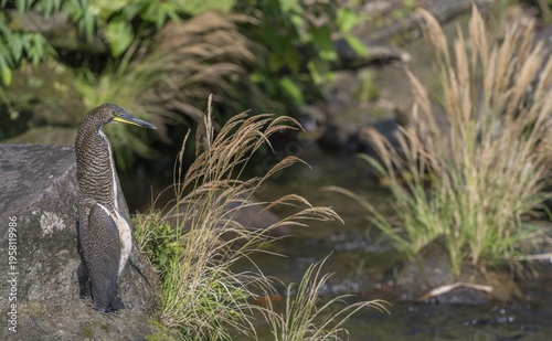 Bare Throated Tiger Heron!