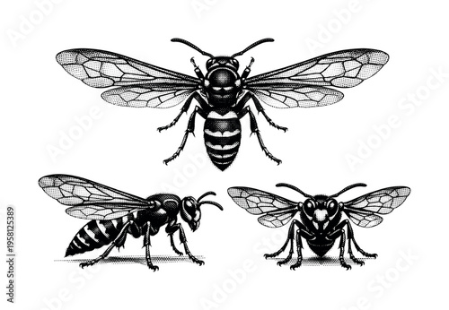 Paper wasp wings spread. A realistic paper wasp with wings fully spread is depicted as one object shown in three views highlighting wing structure, venation,