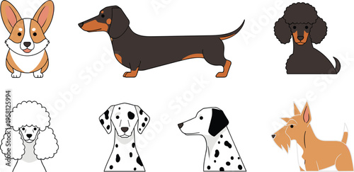 Dog breeds set with corgi, dachshund, poodle, dalmatian and terrier cartoon vector illustration