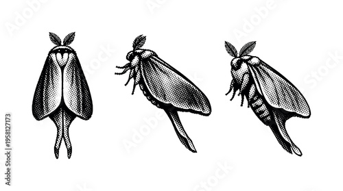 Luna moth full body, complete luna moth with wings folded naturally shown from dorsal view, lateral view, and three-quarter view with realistic anatomy. Black