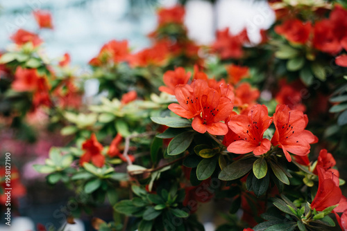 Flowering bright red azalea, genus rhododendron. Wallpaper. Space for text. High quality photo