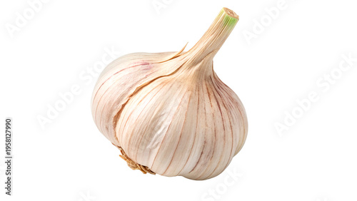 Fresh garlic bulb isolated on transparent background	