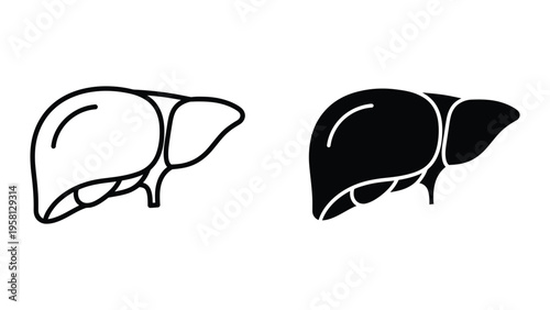 Liver anatomy vector illustration, human organ flat design