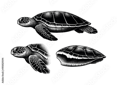 Green sea turtle side profile. A realistic green sea turtle is shown as one object presented in three different views focusing on side profile silhouette,