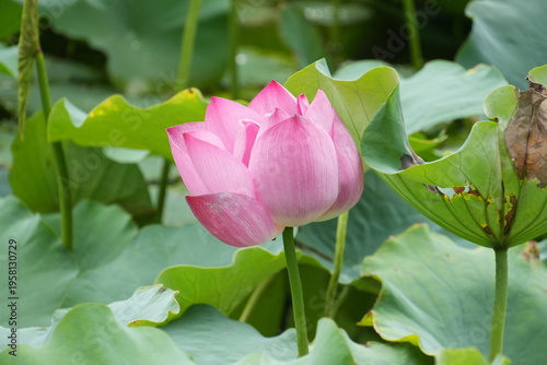 Lotus flowers in bloom; Pink Fresh Lotus Bud; Lotus flower buds in pink; Pink lotus flower buds clouse-up