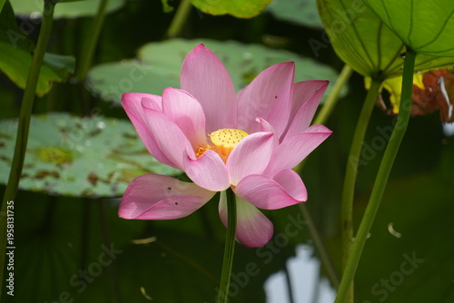 Pink Lotus Flower in Blooming Closeup-Nelumbo sp.; Lotus Flower in Pink