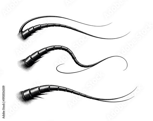 Shrimp antennae A detailed shrimp antennae structure with long flexible segments and natural curvature, shown as the same antennae in three different