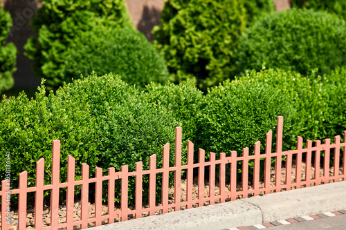 trimmed round green shrubs