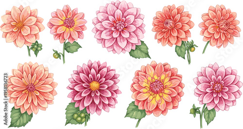 Dahlia flowers collection in soft pink and peach tones. Botanical floral set illustration. Elegant garden blossoms for decoration, wedding design, and nature themes.