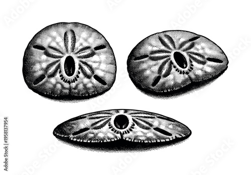 Sand dollar underside A realistic sand dollar underside with central mouth opening and fine structural detail, represented as the same underside in three