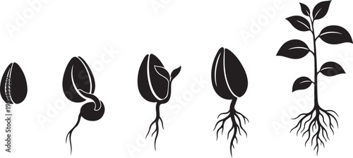 Growth stages of a plant from seed to sprout