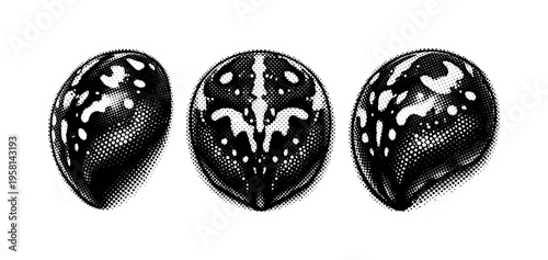 Orb weaver spider abdomen detail. A realistic orb weaver spider abdomen is depicted as a single object shown in three views highlighting curvature, mass, and