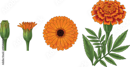 Marigold flower stages set with bud, bloom and leaves. Botanical illustration collection. Garden lifecycle elements for floral design, education, and nature themes.