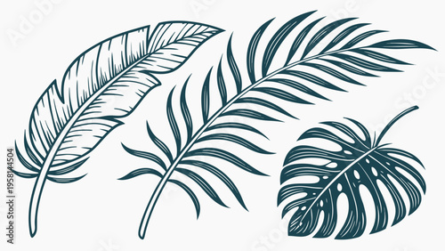 Exotic palm leaves in linear style collection. Brush drawn tropical palm leaves isolated on white background. Handdrawn vector ink illustration. Botanical grunge elements. Tropical foliage.
