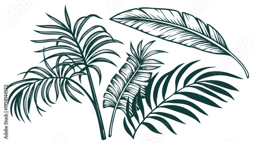 Exotic palm leaves in linear style collection. Brush drawn tropical palm leaves isolated on white background. Handdrawn vector ink illustration. Botanical grunge elements. Tropical foliage.
