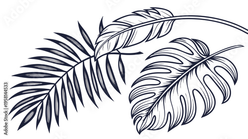 Exotic palm leaves in linear style collection. Brush drawn tropical palm leaves isolated on white background. Handdrawn vector ink illustration. Botanical grunge elements. Tropical foliage.
