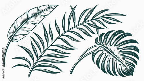 Exotic palm leaves in linear style collection. Brush drawn tropical palm leaves isolated on white background. Handdrawn vector ink illustration. Botanical grunge elements. Tropical foliage.
