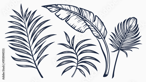 Exotic palm leaves in linear style collection. Brush drawn tropical palm leaves isolated on white background. Handdrawn vector ink illustration. Botanical grunge elements. Tropical foliage.
