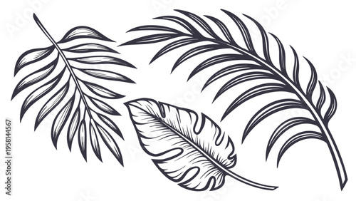 Exotic palm leaves in linear style collection. Brush drawn tropical palm leaves isolated on white background. Handdrawn vector ink illustration. Botanical grunge elements. Tropical foliage.
