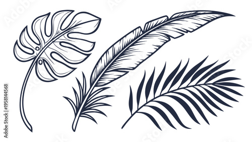 Exotic palm leaves in linear style collection. Brush drawn tropical palm leaves isolated on white background. Handdrawn vector ink illustration. Botanical grunge elements. Tropical foliage.
