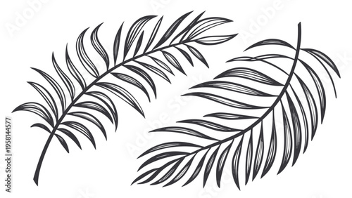 Exotic palm leaves in linear style collection. Brush drawn tropical palm leaves isolated on white background. Handdrawn vector ink illustration. Botanical grunge elements. Tropical foliage.
