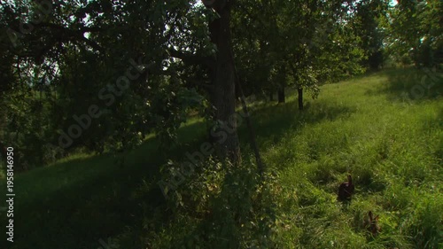 traditional meadow landscape with rabbits in grass