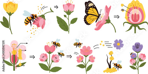 Pollination process with bees butterflies and flowers, plant reproduction and pollen transfer stages flat vector illustration collection for biology education design