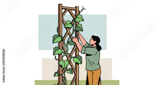 Person tending to a climbing plant on a wooden trellis in a garden setting
