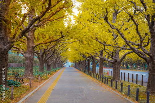Meiji Jingu Gaien Street, with its yellowing ginkgo trees, is a popular place to see autumn leaves in Tokyo. Japan in November every year