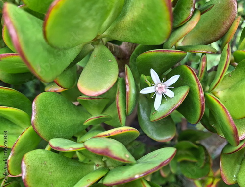 small white flower that appears between the green leaves of a vivid succulent plant