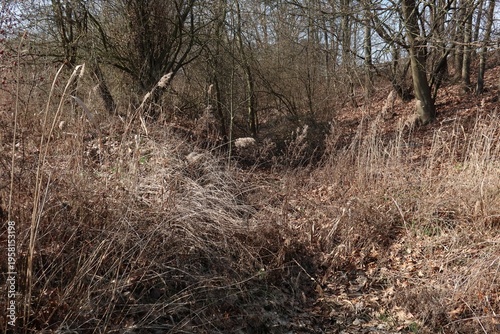 Принти на полотні Dense, dry vegetation in a winter woodland scene.